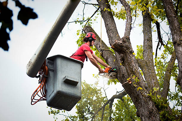 The Steps Involved in Our Tree Care Process in South Run, VA